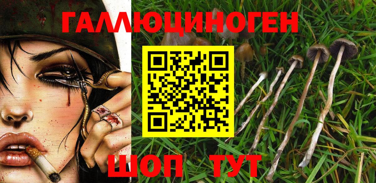 купить  сайты  Вход с VPN  Соль-Илецк  Псилоцибиновые грибы мицелий 